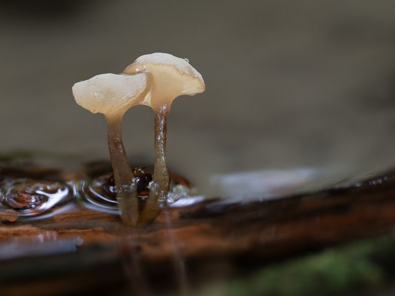 Cudoniella clavus